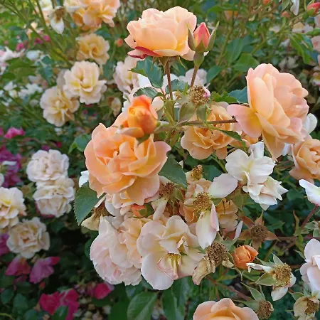 Le Balcon Des Cimes 3*